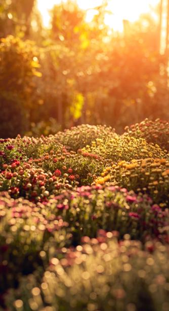 jardinerie